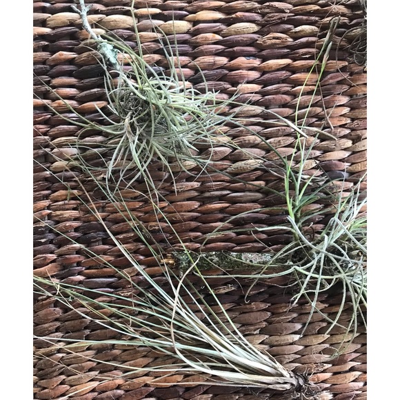 Air Plant -bundle of 10 Plants  Assorted Tillandsia - Picture 4 of 7